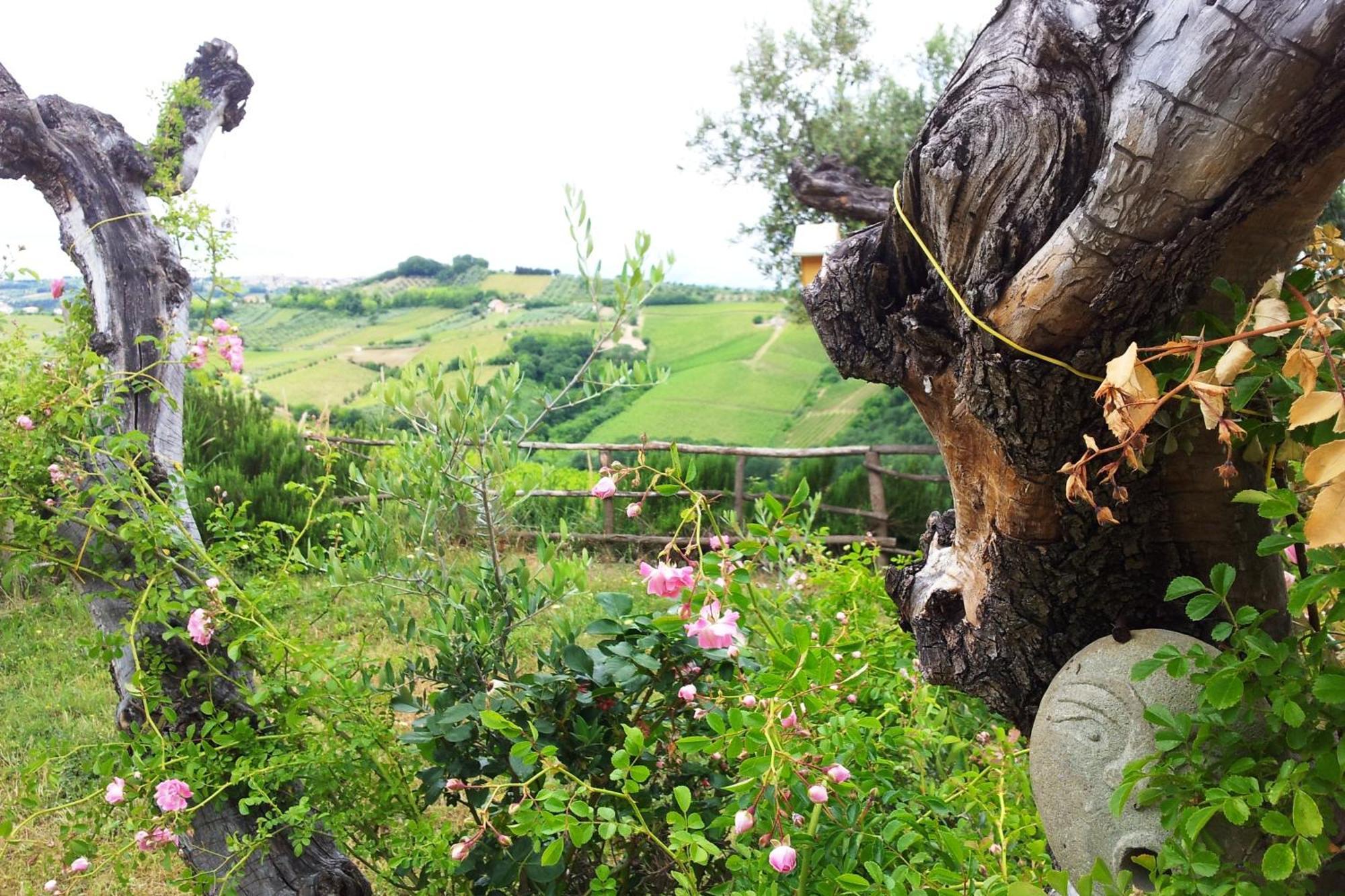 Agriturismo Campoletizia Miglianico Dış mekan fotoğraf
