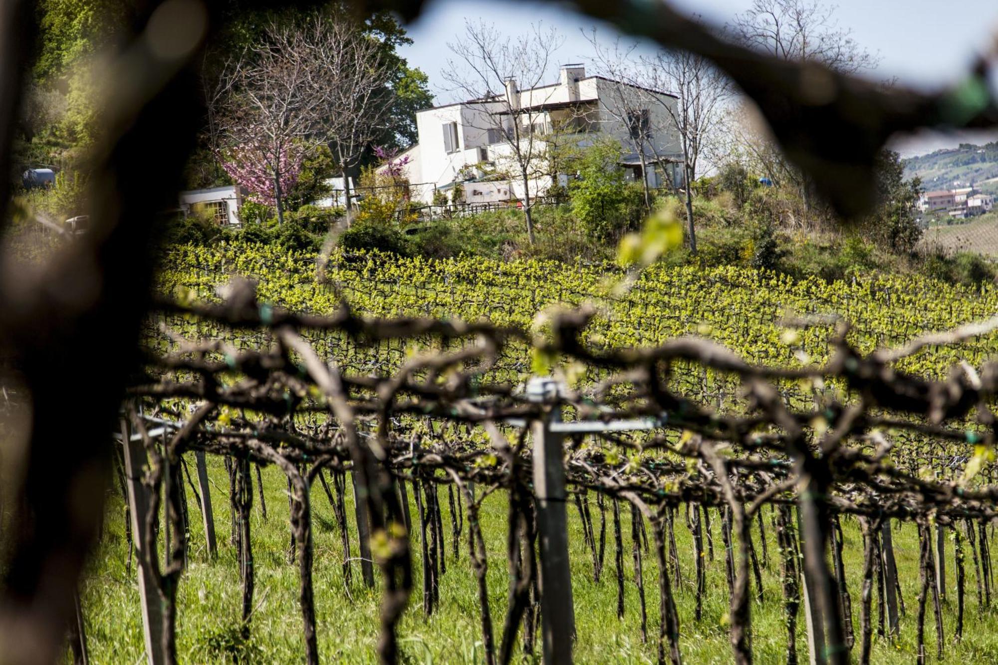 Agriturismo Campoletizia Miglianico Dış mekan fotoğraf